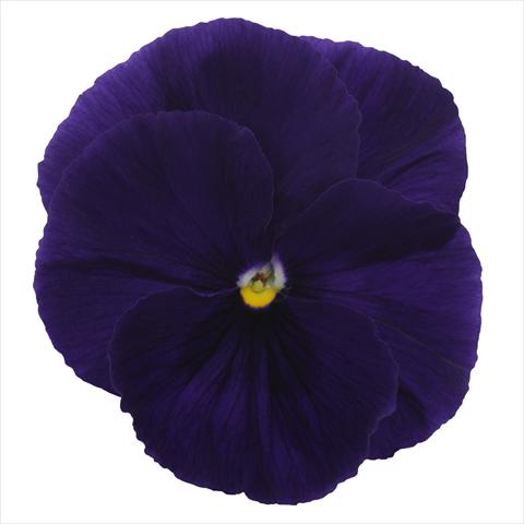foto van een variëteit aan bloemen, te gebruiken als: Perkplant, potplant of korfplant Viola wittrockiana Dynamite Clear Purple