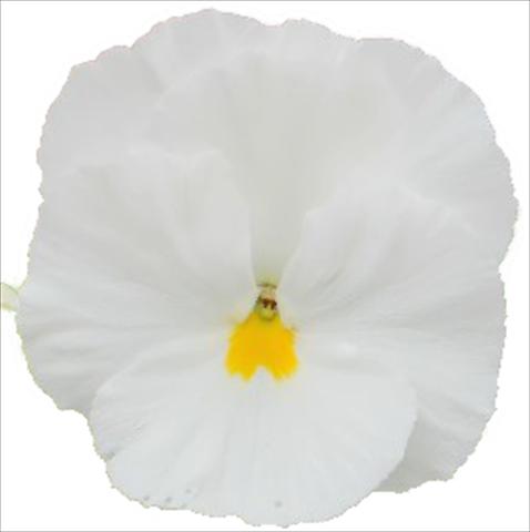 foto van een variëteit aan bloemen, te gebruiken als: Perkplant, potplant of korfplant Viola wittrockiana Dynamite Clear White