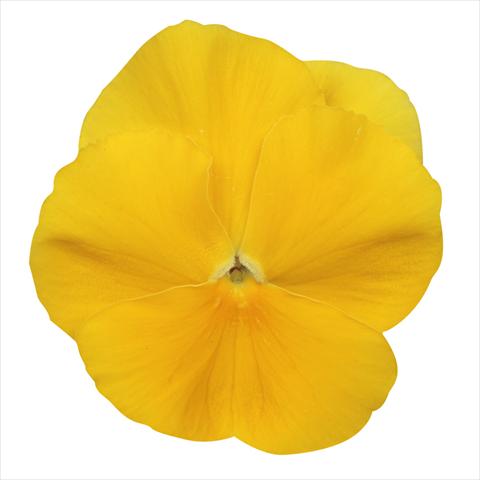 foto van een variëteit aan bloemen, te gebruiken als: Perkplant, potplant of korfplant Viola wittrockiana Dynamite Clear Yellow