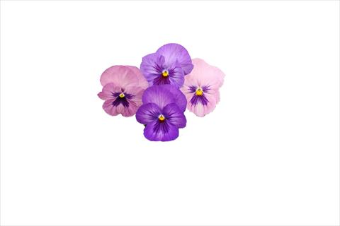 foto van een variëteit aan bloemen, te gebruiken als: Perkplant, potplant of korfplant Viola wittrockiana Dynamite Lavender Shades
