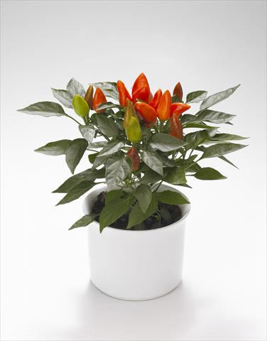 foto van een variëteit aan bloemen, te gebruiken als: Korf / Pot Capsicum annuum Calypso Deep Orange