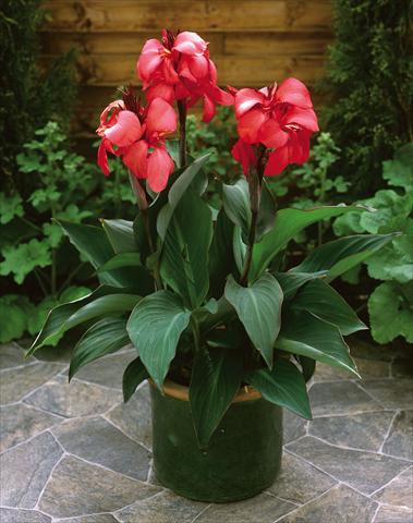 foto van een variëteit aan bloemen, te gebruiken als: Pot Canna hybrida Cannova Rose