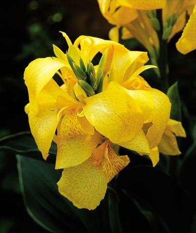foto van een variëteit aan bloemen, te gebruiken als: Pot Canna hybrida Cannova Yellow