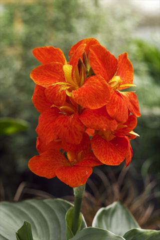 foto van een variëteit aan bloemen, te gebruiken als: Pot - en perkplant Canna hybrida South Pacific Scarlet