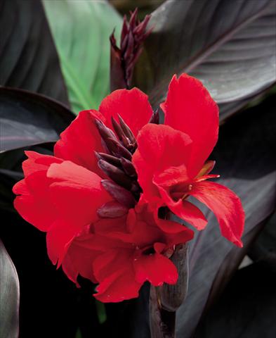 foto van een variëteit aan bloemen, te gebruiken als: Pot Canna hybrida Cannova Scarlet Bronze Leaf