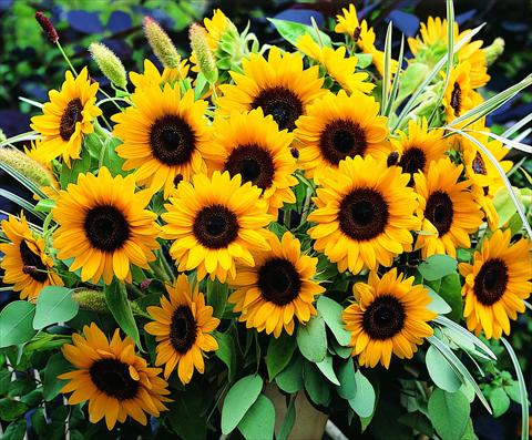 photo of flower to be used as: Pot and bedding Helianthus annuus Sunrich Orange DMR
