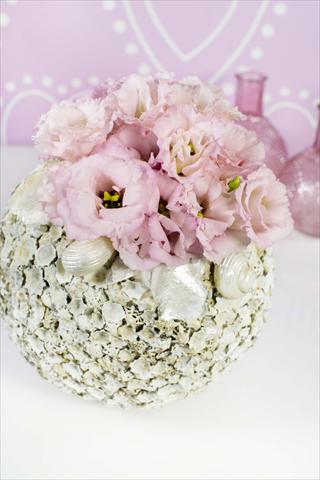 foto van een variëteit aan bloemen, te gebruiken als: Pot Lisianthus (Eustoma grandiflorum) Corelli Light Pink