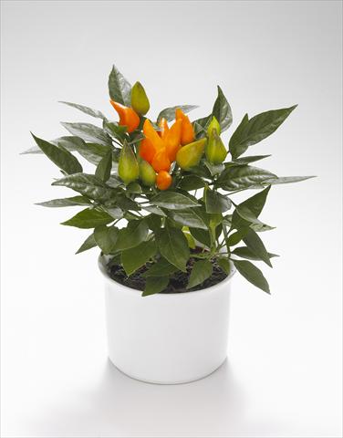 foto van een variëteit aan bloemen, te gebruiken als: Korf / Pot Capsicum annuum Calypso Orange