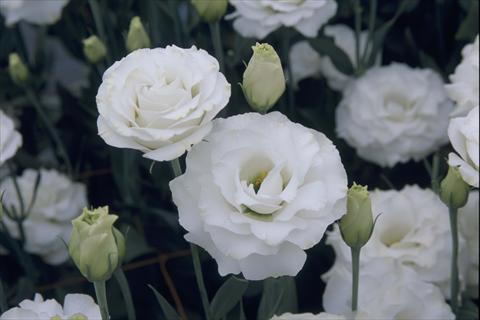 foto van een variëteit aan bloemen, te gebruiken als: Pot Lisianthus (Eustoma grandiflorum) Croma III Silky White