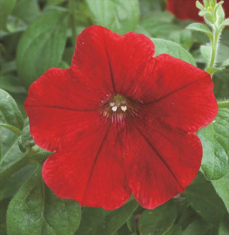 foto van een variëteit aan bloemen, te gebruiken als: Pot - en perkplant Petunia hybrida Opera Supreme Red
