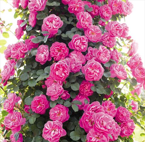 foto van een variëteit aan bloemen, te gebruiken als: Pot - en perkplant Rosa rampicante Allegro