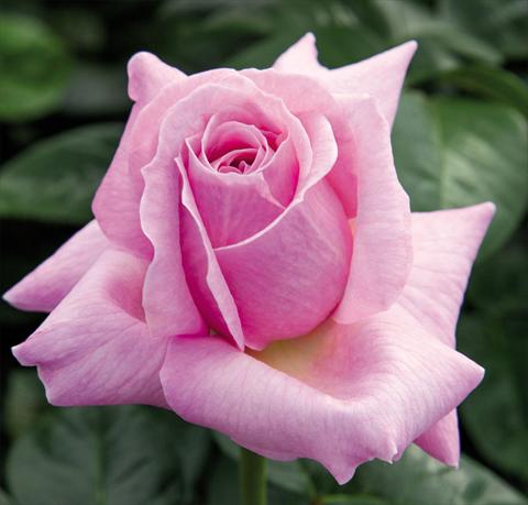 foto van een variëteit aan bloemen, te gebruiken als: Pot - en perkplant Rosa floribunda Pink Eureka
