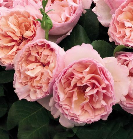 foto van een variëteit aan bloemen, te gebruiken als: Pot - en perkplant Rosa floribunda Princesse Charlene de Monaco