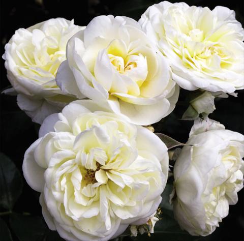 foto van een variëteit aan bloemen, te gebruiken als: Pot - en perkplant Rosa floribunda Lady Romantica