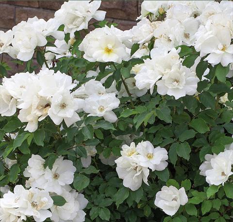 foto van een variëteit aan bloemen, te gebruiken als: Pot - en perkplant Rosa paesaggistica White Knock Out®