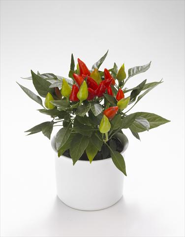 foto van een variëteit aan bloemen, te gebruiken als: Korf / Pot Capsicum annuum Calypso Red