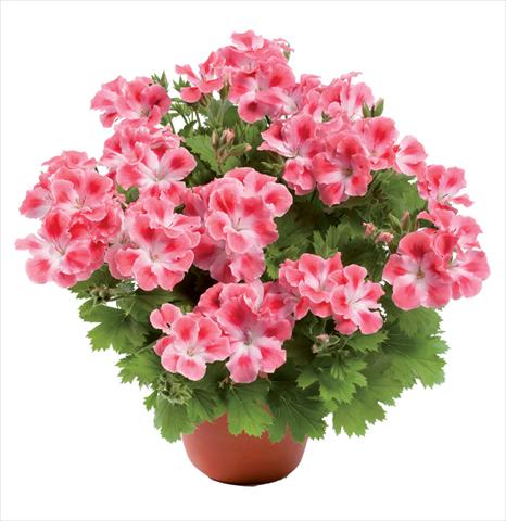 foto van een variëteit aan bloemen, te gebruiken als: Pot Pelargonium grandiflorum pac® Candy Flowers Pink Cloud