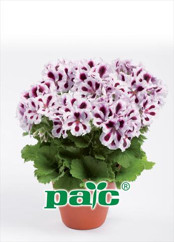 foto van een variëteit aan bloemen, te gebruiken als: Pot Pelargonium grandiflorum pac® Aristo Purple Stripes