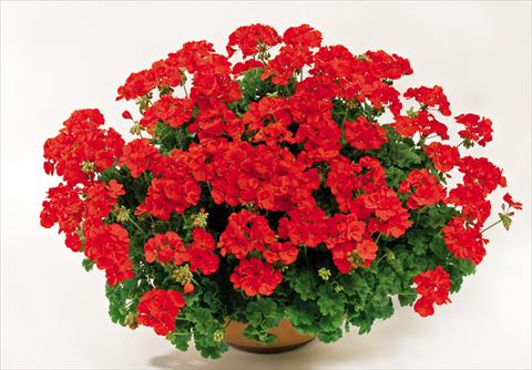 foto van een variëteit aan bloemen, te gebruiken als: Pot Pelargonium interspec. pac® TWOinONE Scarlet