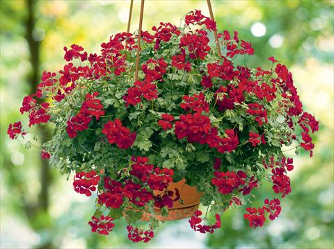 foto van een variëteit aan bloemen, te gebruiken als: Korf / Pot Pelargonium peltatum pac® Happy Face Dark Red