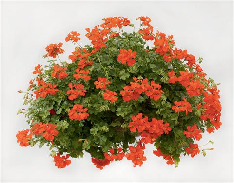 foto van een variëteit aan bloemen, te gebruiken als: Korf / Pot Pelargonium peltatum pac® Happy Face Orange