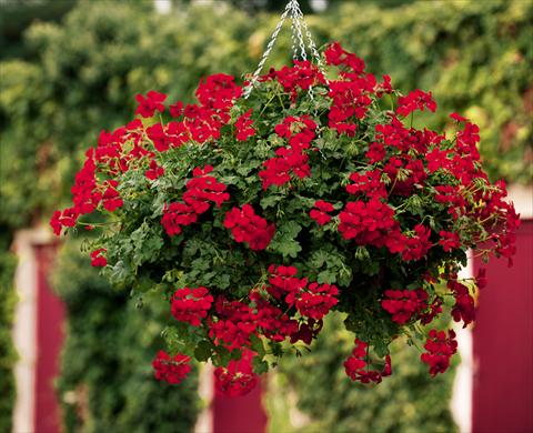 foto van een variëteit aan bloemen, te gebruiken als: Korf / Pot Pelargonium peltatum pac® Happy Face Red