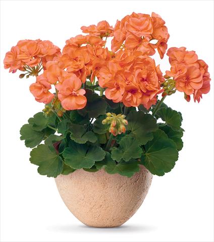 foto van een variëteit aan bloemen, te gebruiken als: Pot Pelargonium zonale pac® Stefanie