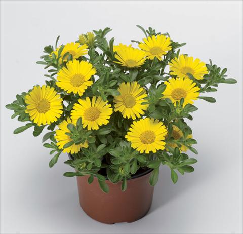 foto van een variëteit aan bloemen, te gebruiken als: Pot Asteriscus maritimus Aurelia Sun