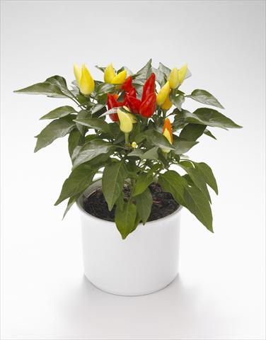 foto van een variëteit aan bloemen, te gebruiken als: Korf / Pot Capsicum annuum Calypso Yellow-Red
