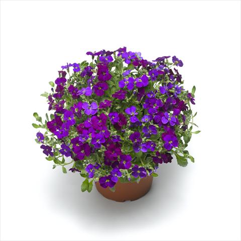 foto van een variëteit aan bloemen, te gebruiken als: Pot Aubrieta hybrida Audrey Deep Purple Compact