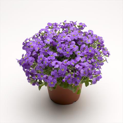 foto van een variëteit aan bloemen, te gebruiken als: Pot Aubrieta hybrida Audrey Light Blue