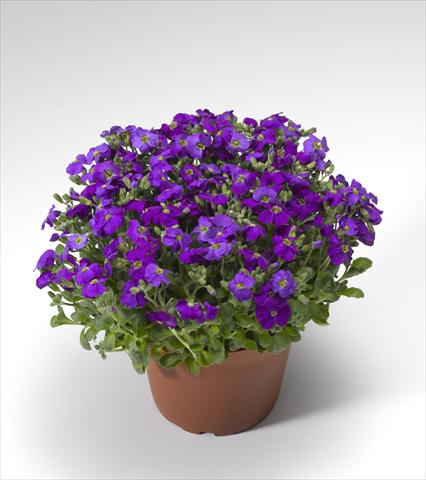 foto van een variëteit aan bloemen, te gebruiken als: Pot Aubrieta hybrida Audrey Deep Blue Shades