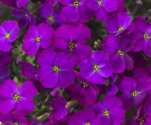 foto van een variëteit aan bloemen, te gebruiken als: Pot Aubrieta hybrida Audrey Purple Shades