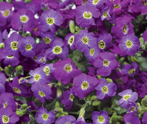 foto van een variëteit aan bloemen, te gebruiken als: Pot - en perkplant Aubrieta hybrida Axcent Violet with Eye Improved
