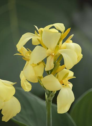 foto van een variëteit aan bloemen, te gebruiken als: Pot Canna hybrida Cannova Exp Lemon