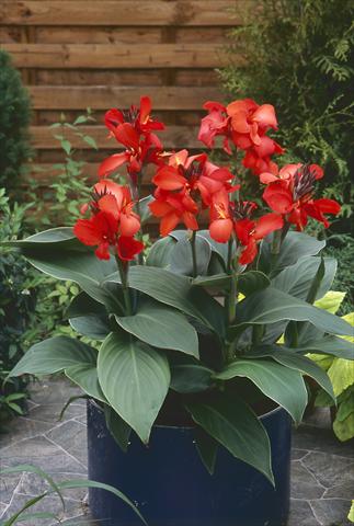 foto van een variëteit aan bloemen, te gebruiken als: Pot Canna hybrida Cannova Red Shades