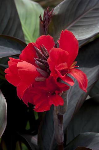 foto van een variëteit aan bloemen, te gebruiken als: Pot Canna hybrida Cannova Scarlet Bronze Leaf