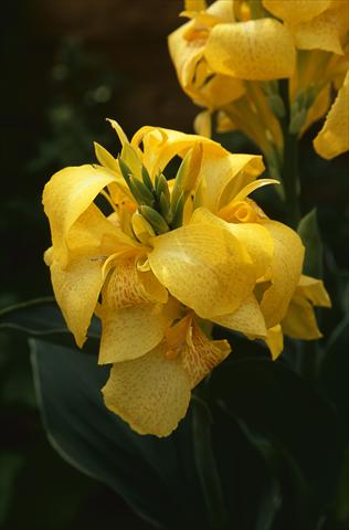 foto van een variëteit aan bloemen, te gebruiken als: Pot Canna hybrida Cannova Yellow L