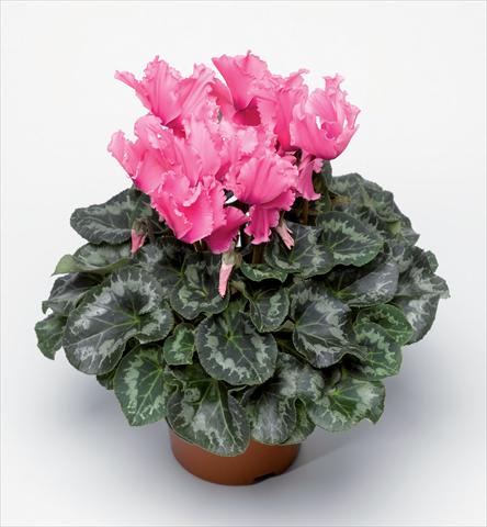foto van een variëteit aan bloemen, te gebruiken als: Pot Cyclamen persicum Friller Pink F1