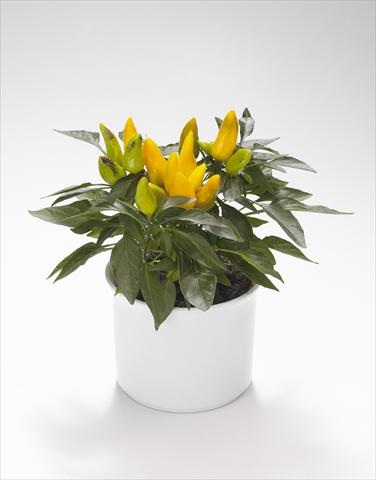 foto van een variëteit aan bloemen, te gebruiken als: Korf / Pot Capsicum annuum Calypso Yellow