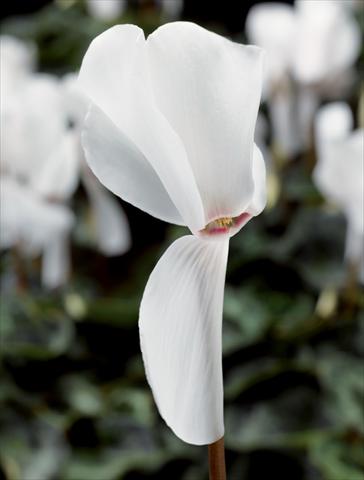 foto van een variëteit aan bloemen, te gebruiken als: Pot Cyclamen persicum Perfetto Pure White F1