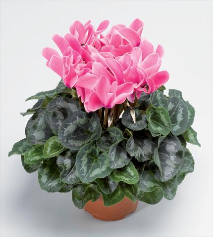 foto van een variëteit aan bloemen, te gebruiken als: Pot Cyclamen persicum Perfetto Rose Flame