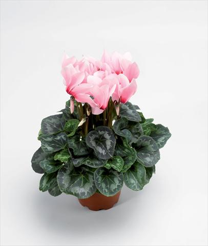 foto van een variëteit aan bloemen, te gebruiken als: Pot Cyclamen persicum Rainier Light Pink With Eye Improved