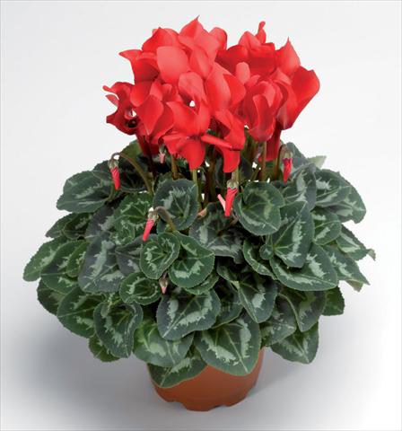 foto van een variëteit aan bloemen, te gebruiken als: Pot Cyclamen persicum Sierra Synchro Scarlet South F1