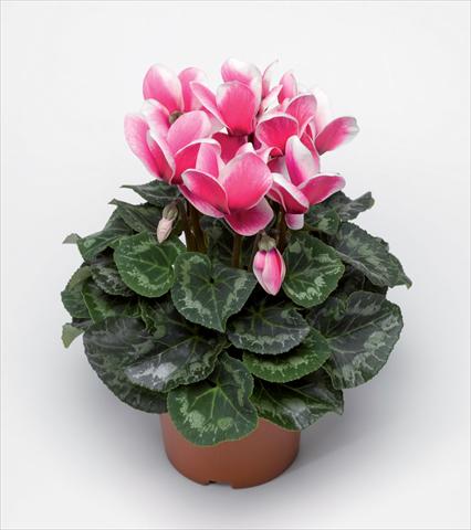 foto van een variëteit aan bloemen, te gebruiken als: Pot Cyclamen persicum Snowridge Maxi Rose F1