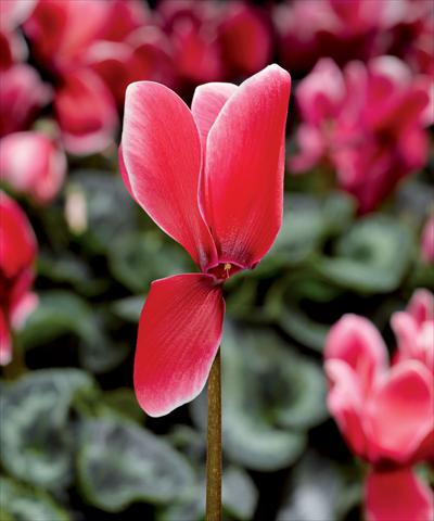 foto van een variëteit aan bloemen, te gebruiken als: Pot Cyclamen persicum Snowridge Maxi Scarlet F1