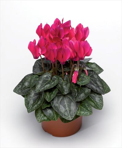 foto van een variëteit aan bloemen, te gebruiken als: Pot Cyclamen persicum Winfall Deep Rose F1