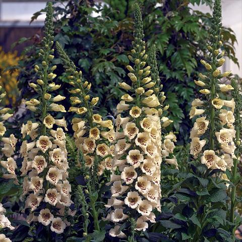 foto van een variëteit aan bloemen, te gebruiken als: Pot - en perkplant Digitalis purpurea Virtuoso Cream
