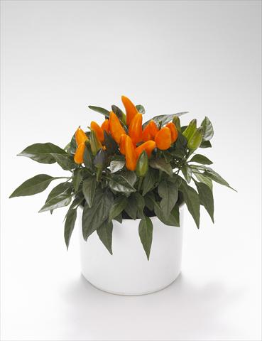 foto van een variëteit aan bloemen, te gebruiken als: Korf / Pot Capsicum annuum Favorit Orange