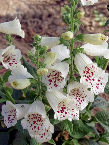 foto van een variëteit aan bloemen, te gebruiken als: Pot Digitalis purpurea Virtuoso White